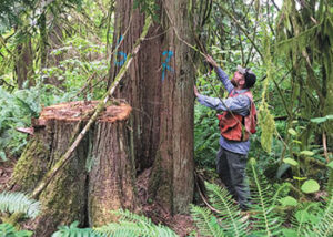 dying cedar